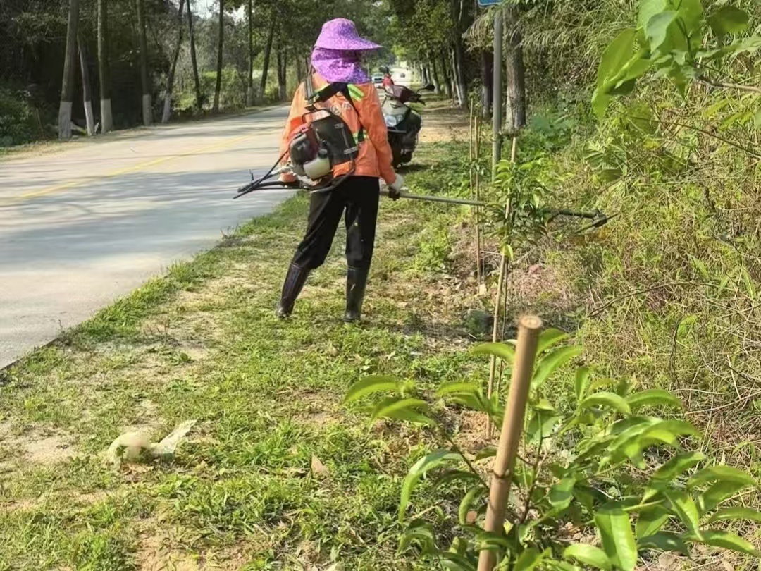 广东干线公路大变样！植树节后，这些改变你注意到了吗？  第3张