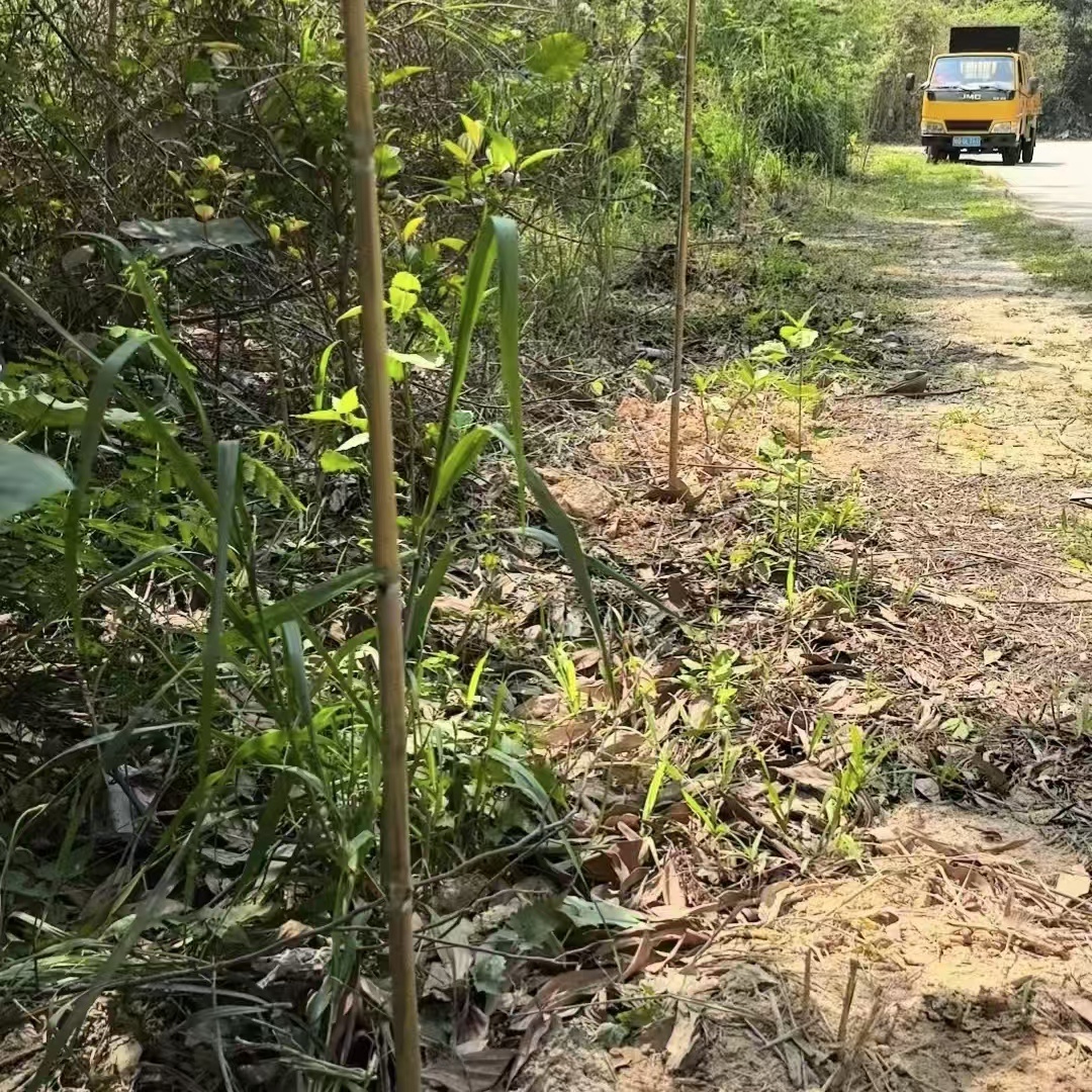 广东干线公路大变样！植树节后，这些改变你注意到了吗？  第5张