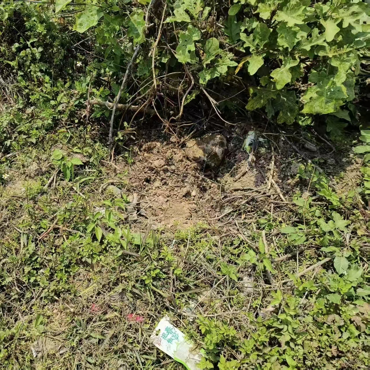 广东干线公路大变样！植树节后，这些改变你注意到了吗？  第6张