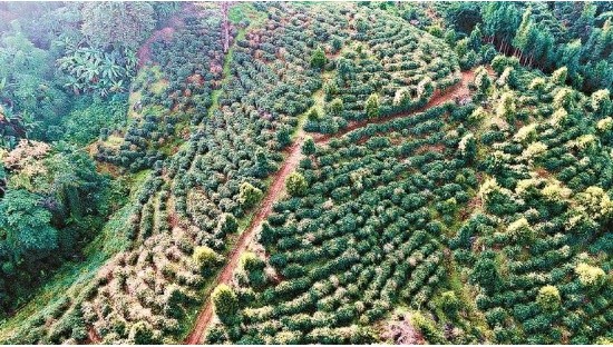 盈江咖啡产业大爆发！3年3.15万亩新植改造，2025年干豆产量1.0万吨，你准备好了吗？