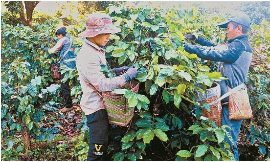 盈江咖啡产业大爆发！3年3.15万亩新植改造，2025年干豆产量1.0万吨，你准备好了吗？  第2张