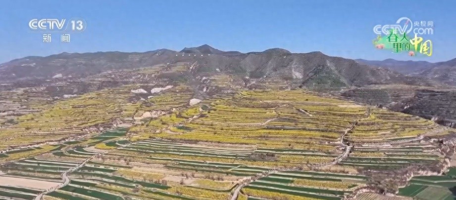 山西翼城70余万亩连翘花盛绽，你见过吗？  第1张