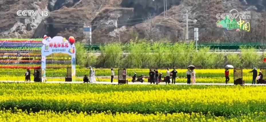 山西翼城70余万亩连翘花盛绽，你见过吗？  第10张