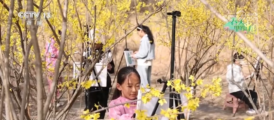 山西翼城70余万亩连翘花盛绽，你见过吗？  第3张