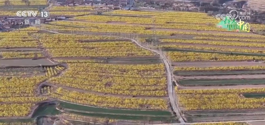 山西翼城70余万亩连翘花盛绽，你见过吗？  第4张