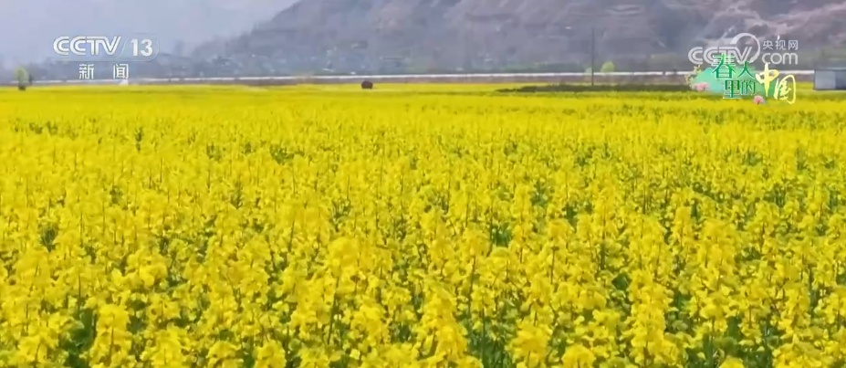 山西翼城70余万亩连翘花盛绽，你见过吗？  第7张