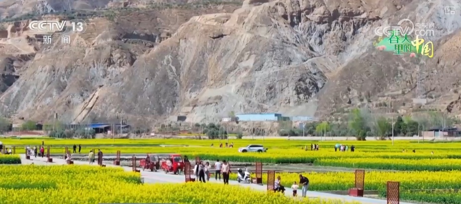 山西翼城70余万亩连翘花盛绽，你见过吗？  第8张