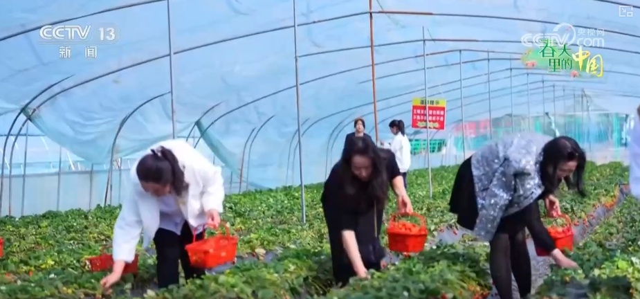 山西翼城70余万亩连翘花盛绽，你见过吗？  第9张
