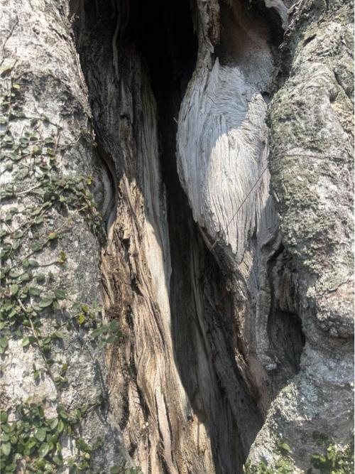 368年历史的糙叶树健康堪忧?专家现场诊断有惊无险!