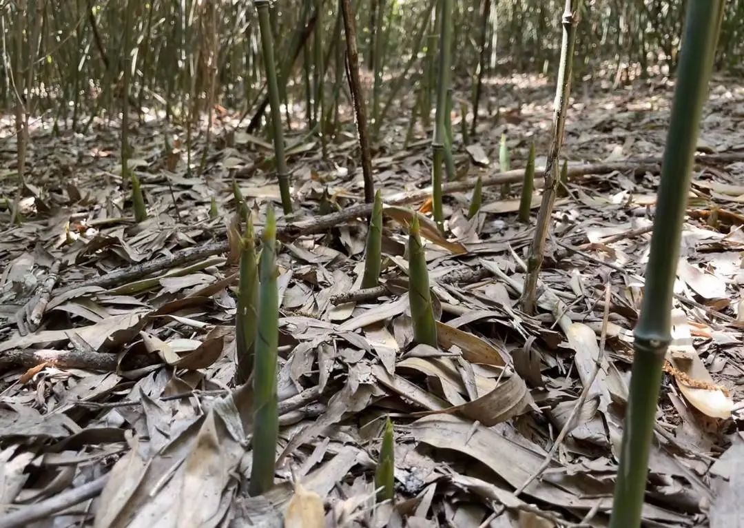 成都望江楼公园竹笋被偷挖！竹林遭重创谁来守护？  第2张