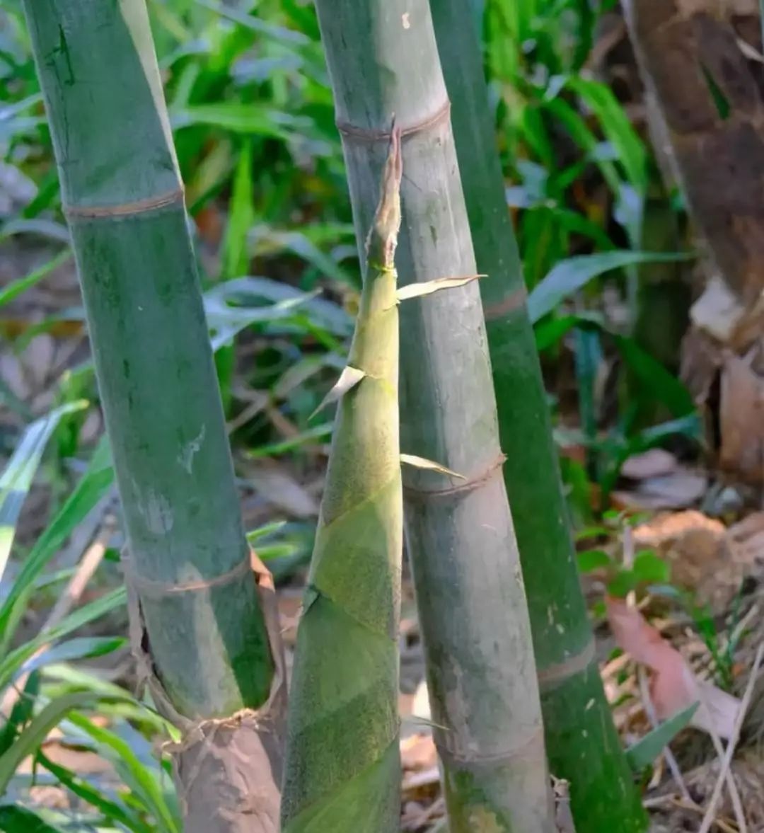 成都望江楼公园竹笋被偷挖！竹林遭重创谁来守护？  第3张