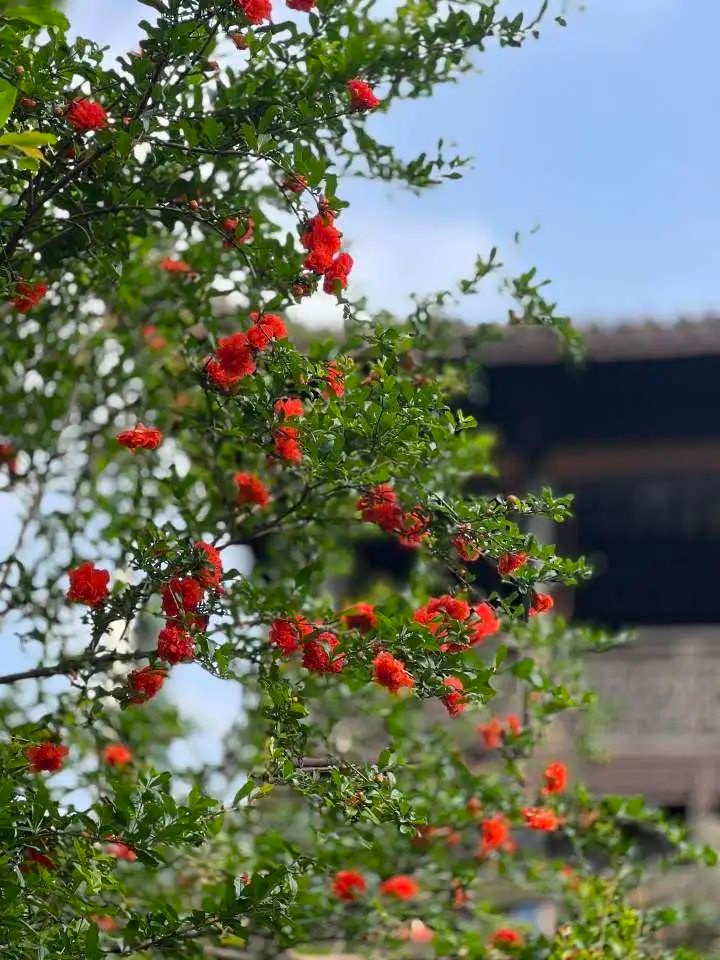立夏未至杭州气温飙升！未来几天最高温将达34℃？热到离谱  第5张