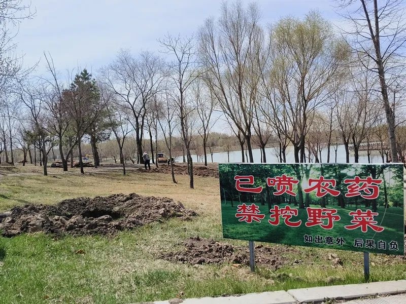 挖野菜尝鲜险致中毒！你还敢随便在湿地等地挖野菜吗？  第3张