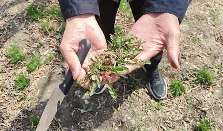 挖野菜尝鲜险致中毒！你还敢随便在湿地等地挖野菜吗？  第4张