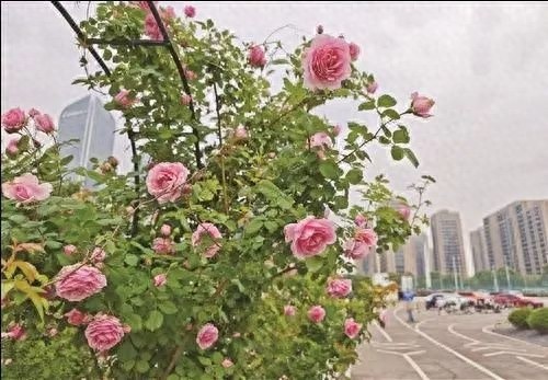 4月台州月季爆火，花开似海！这是现实版莫奈花园？