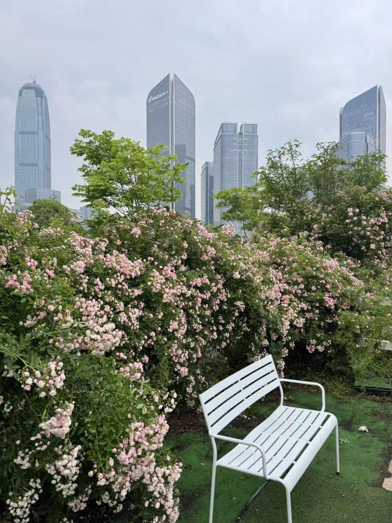 4月台州月季爆火，花开似海！这是现实版莫奈花园？  第2张