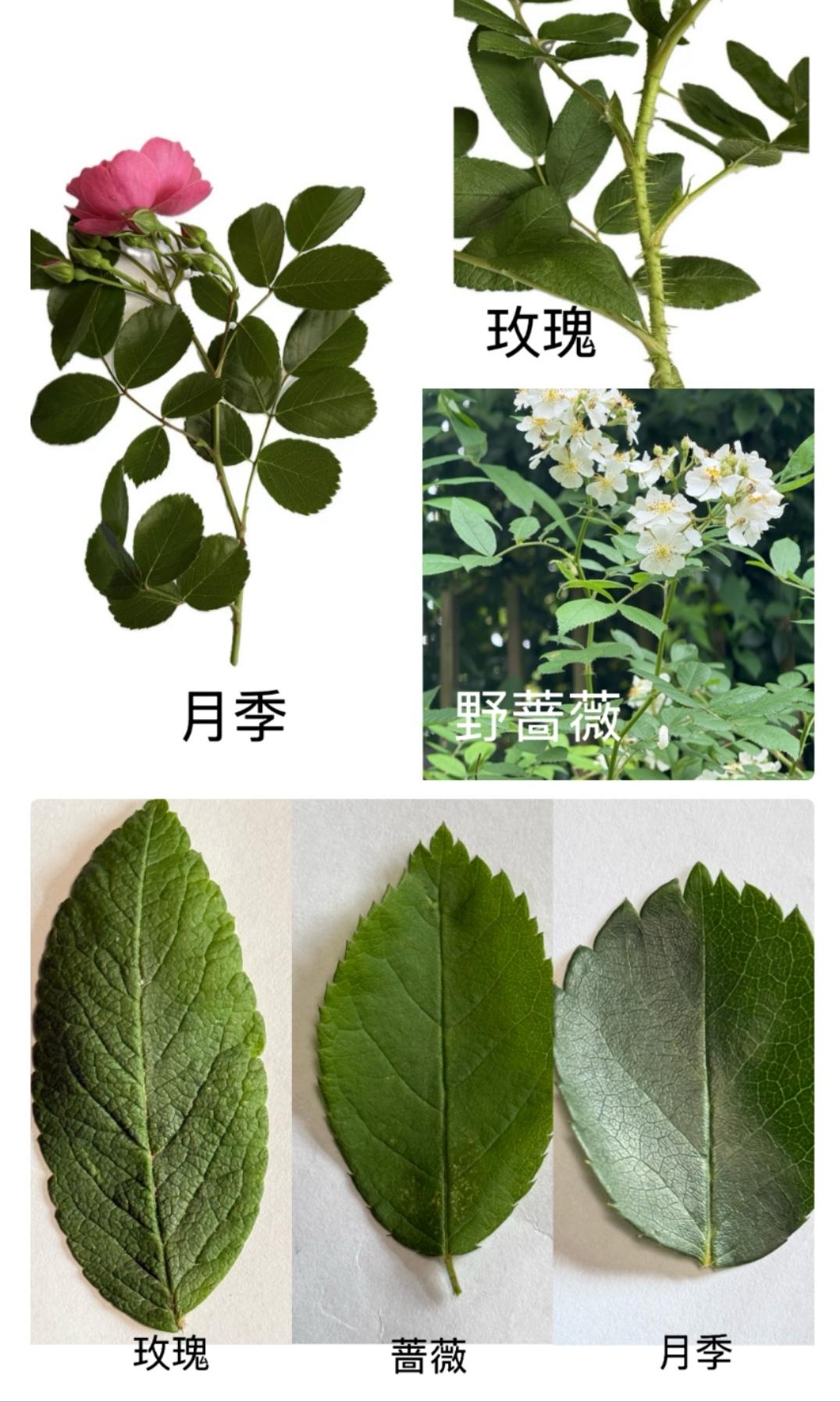 4月台州月季爆火，花开似海！这是现实版莫奈花园？  第3张