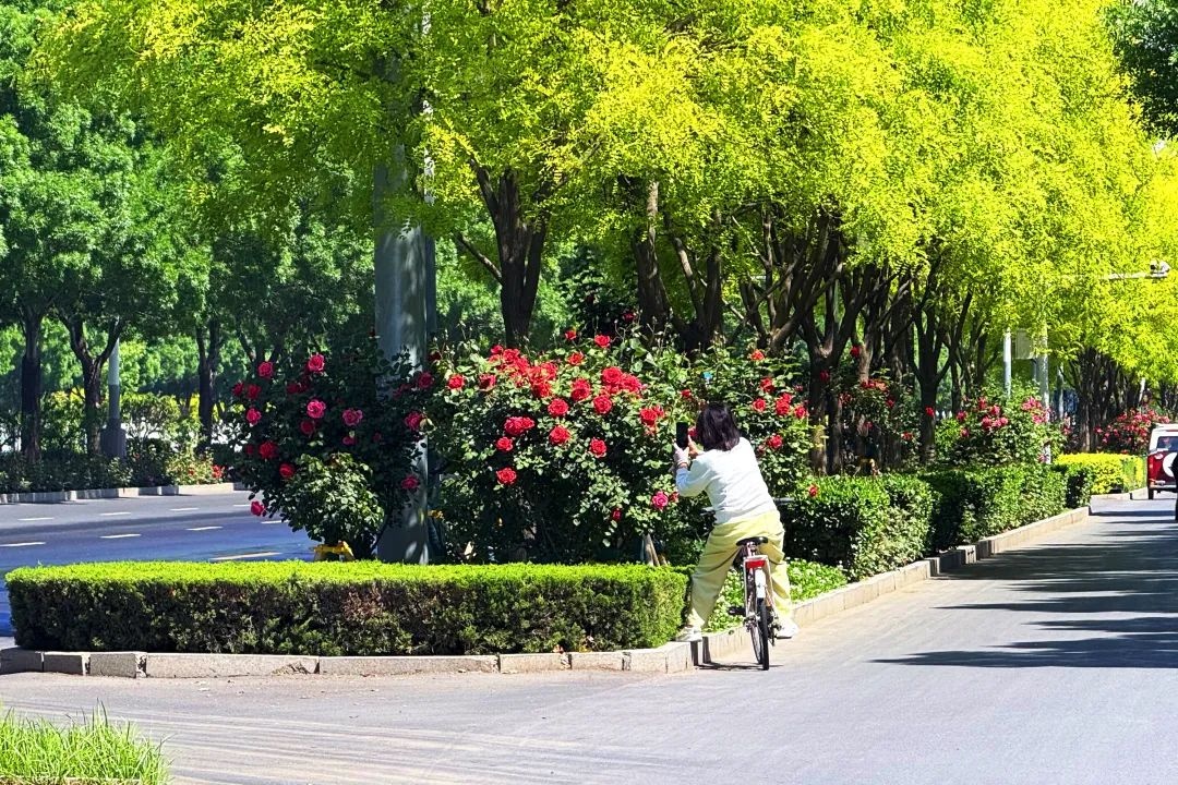 市区前进大街树状月季盛放！红似火粉若仙黄如金，你见过吗？  第4张