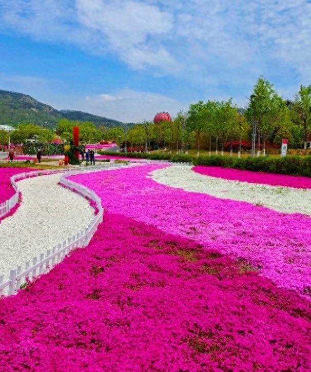 五一青岛世博园芝樱花海节来袭！错过等一年？赶紧收下这份攻略