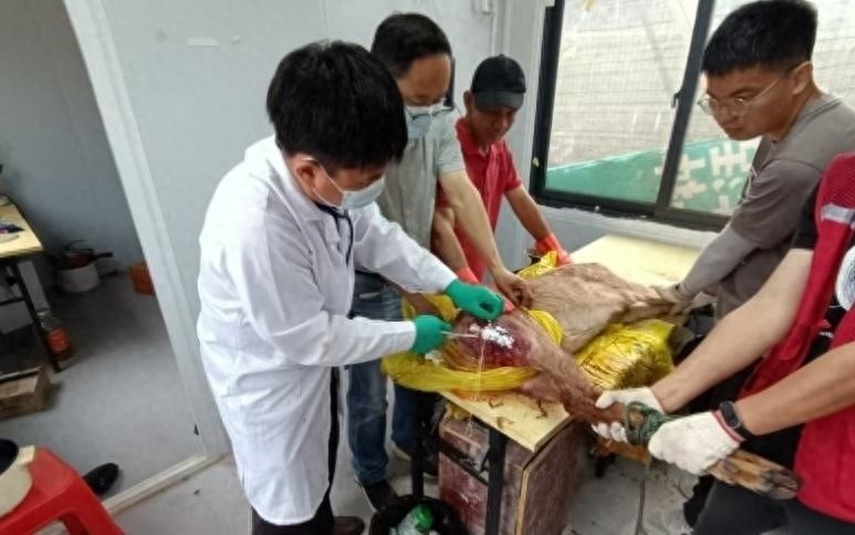 园区动物遇袭危急！幸得林医师妙手施救？锦旗背后故事惊人