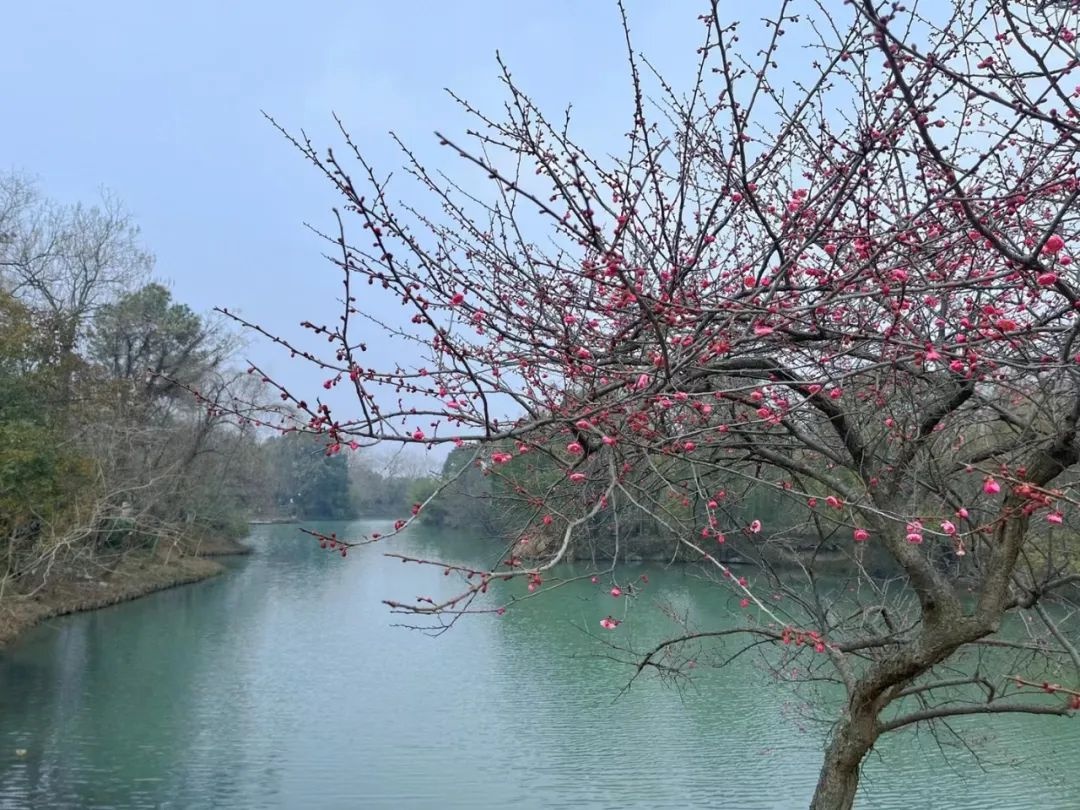 大年初一阳光明媚，但气温骤降！明天杭州气温将飙升至15℃，你准备好了吗？  第5张