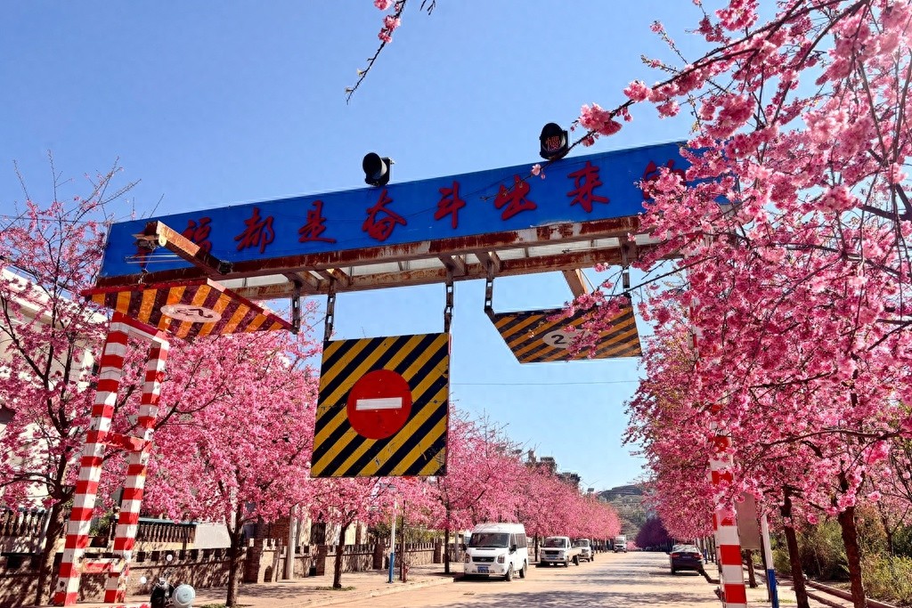 乐丰乡樱花盛开，为何村民每天都要走这条路？美到让人不想回家