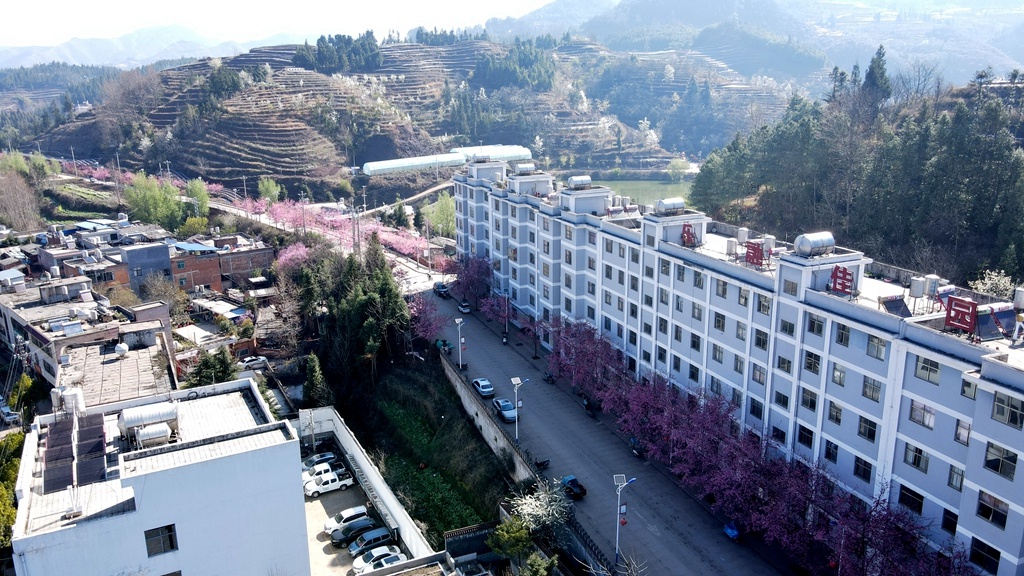 乐丰乡樱花盛开，为何村民每天都要走这条路？美到让人不想回家  第5张