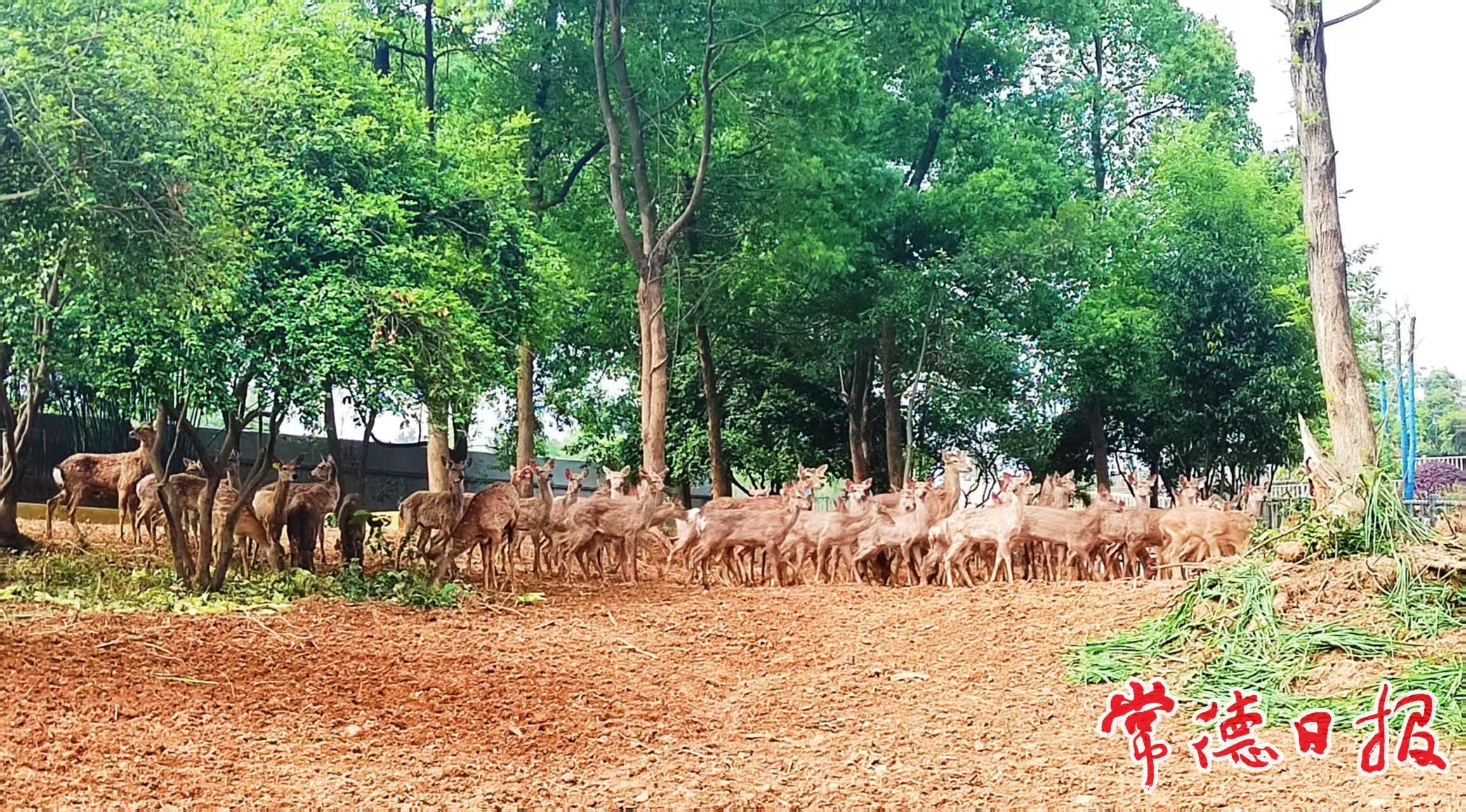 4月28日常德野生动物世界放大招！中华大鹿园和水豚馆同日开馆？  第2张