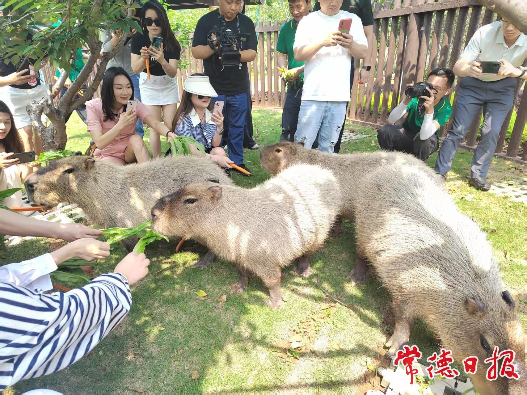4月28日常德野生动物世界放大招！中华大鹿园和水豚馆同日开馆？  第4张