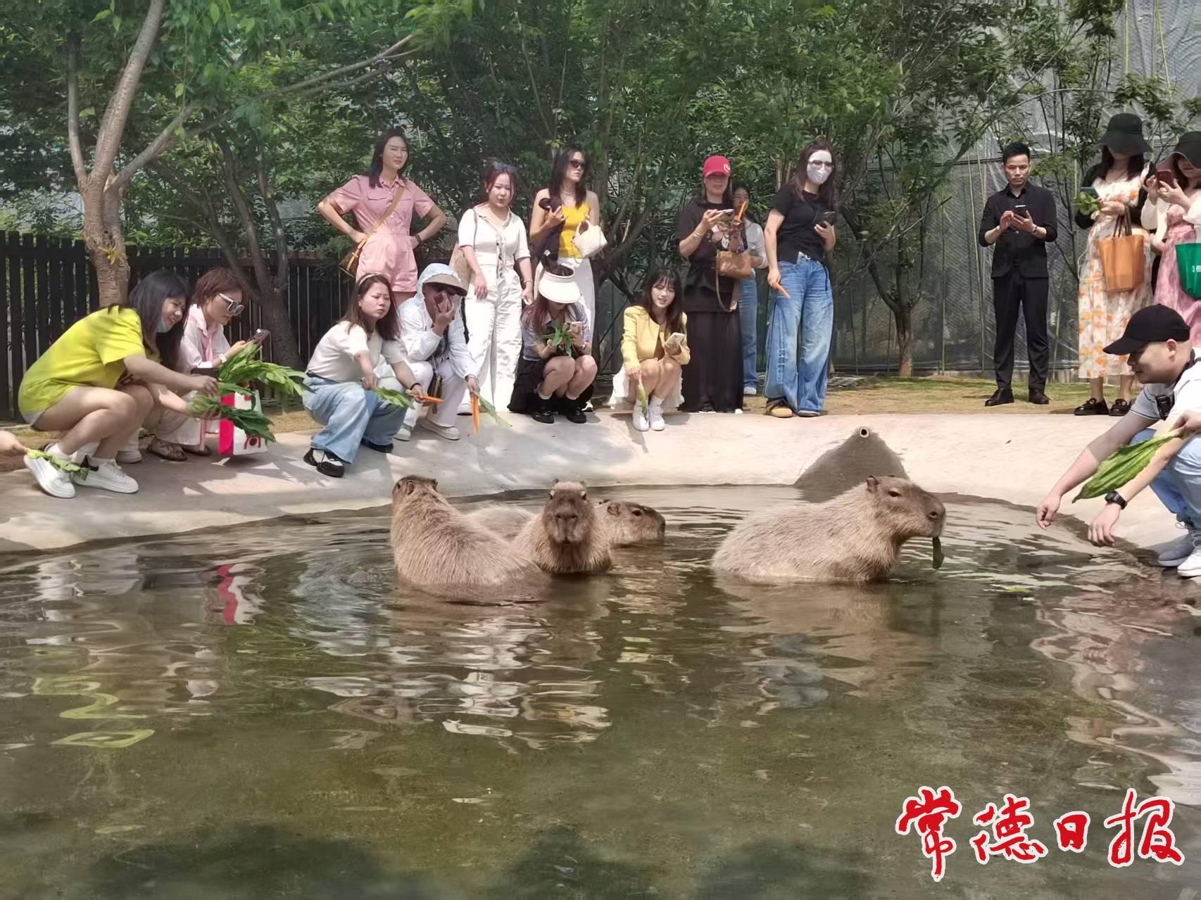 4月28日常德野生动物世界放大招！中华大鹿园和水豚馆同日开馆？  第5张