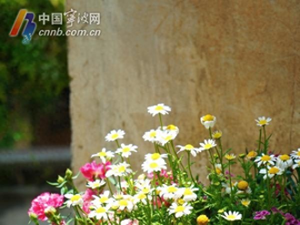 宁波气温飙升！最高温突破29℃，立夏未至炎热却已来？