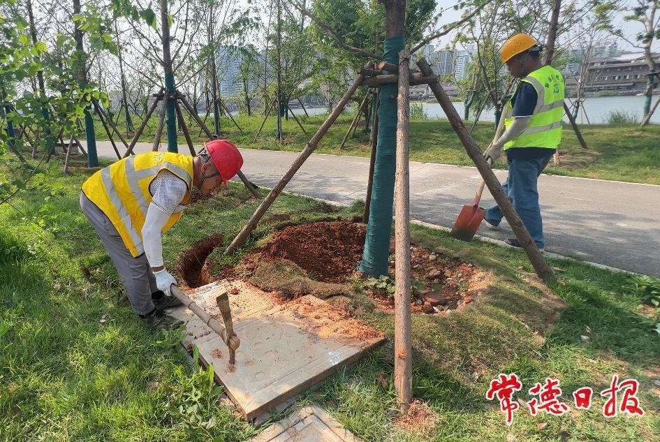 常德河街及穿紫河周边区域亮化提质改造！你期待有多美？  第3张