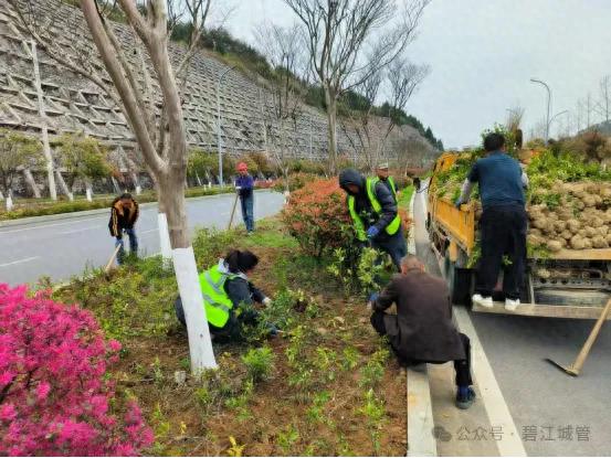 碧江区城管局开展城区绿化补植专项行动！近11万株苗木能否打造绿色生活环境？