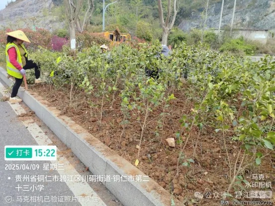 碧江区城管局开展城区绿化补植专项行动！近11万株苗木能否打造绿色生活环境？  第2张