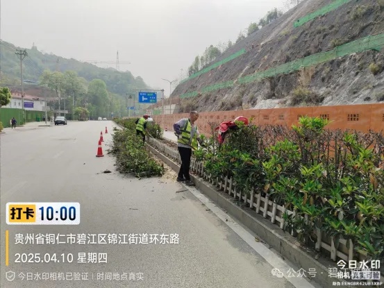 碧江区城管局开展城区绿化补植专项行动！近11万株苗木能否打造绿色生活环境？  第3张