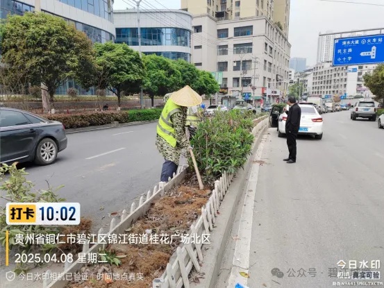 碧江区城管局开展城区绿化补植专项行动！近11万株苗木能否打造绿色生活环境？  第4张