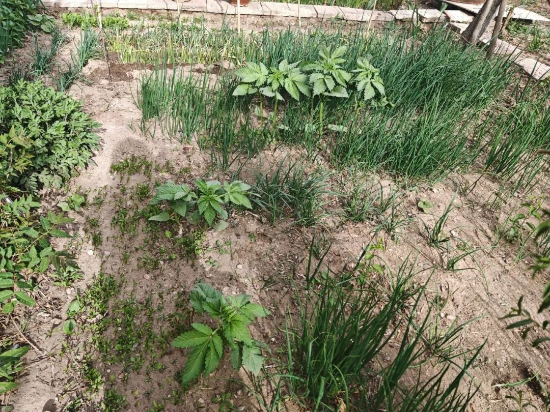 银川一小区现大麻植株，业主咋会不知情？背后隐患引人深思