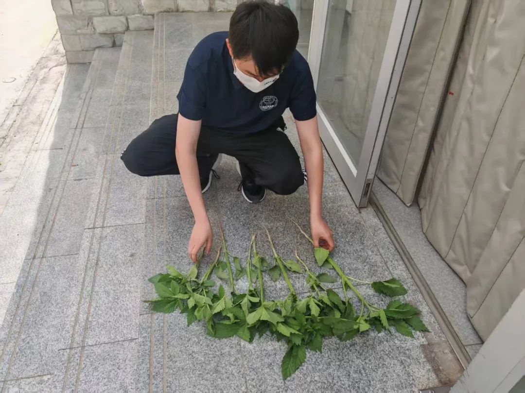 银川一小区现大麻植株，业主咋会不知情？背后隐患引人深思  第3张