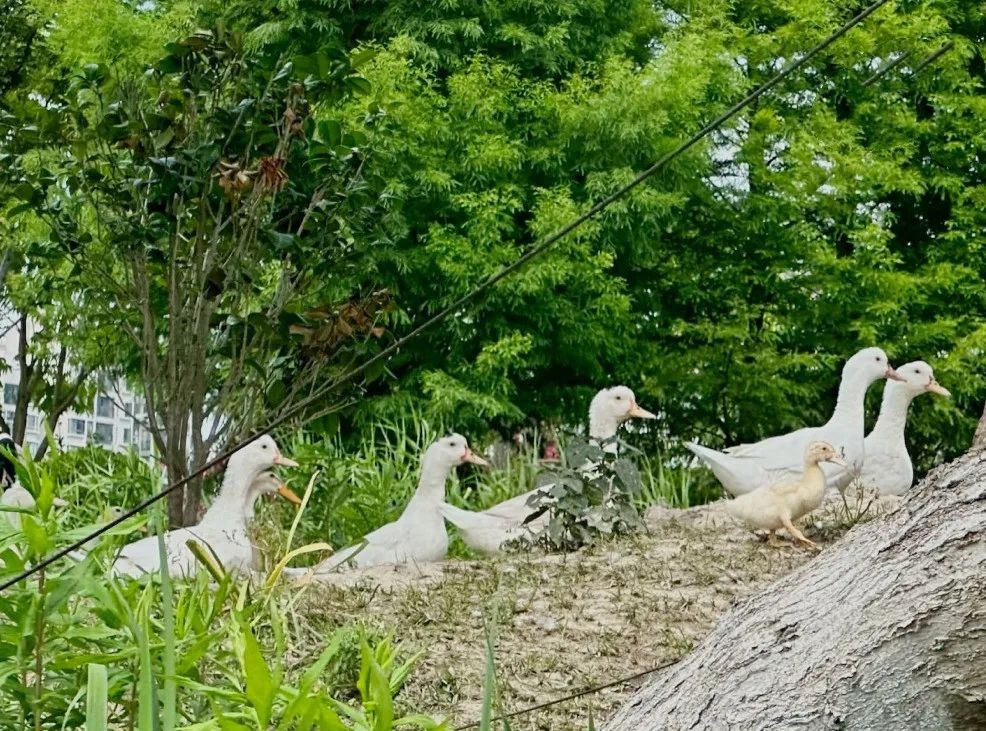 古美公园湖中小岛上的30多只小鸭子，为何让市民高女士和小朋友如此着迷？  第5张