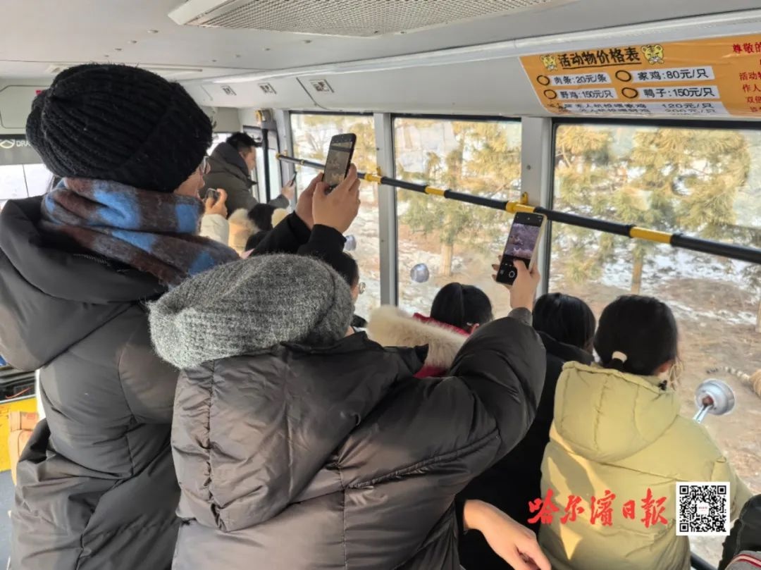 东北虎林园爆满！300多只老虎每天迎接1万游客，你还不赶紧带孩子来体验？  第4张