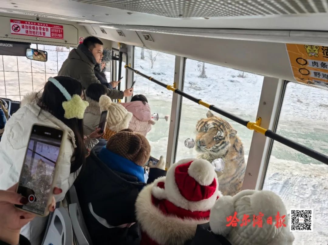 东北虎林园爆满！300多只老虎每天迎接1万游客，你还不赶紧带孩子来体验？  第5张