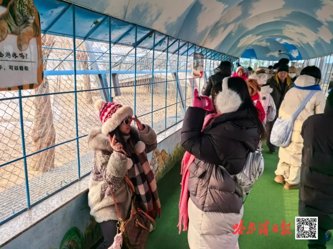 东北虎林园爆满！300多只老虎每天迎接1万游客，你还不赶紧带孩子来体验？  第6张