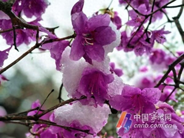 三月飞雪! 寒潮南下催生宁波回锅雪? 春雪映杜鹃奇观