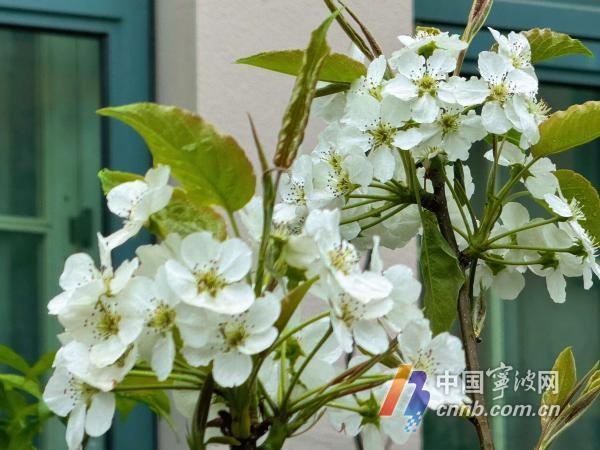 三月飞雪! 寒潮南下催生宁波回锅雪? 春雪映杜鹃奇观  第2张