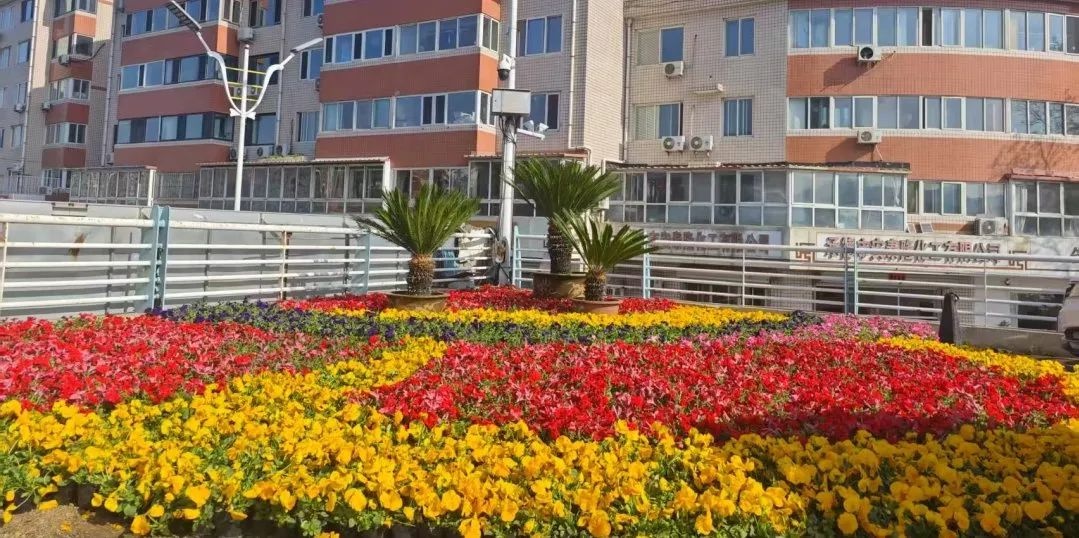 五一临近！36万余盆鲜花将扮靓城市，这些地方你去过吗？  第2张