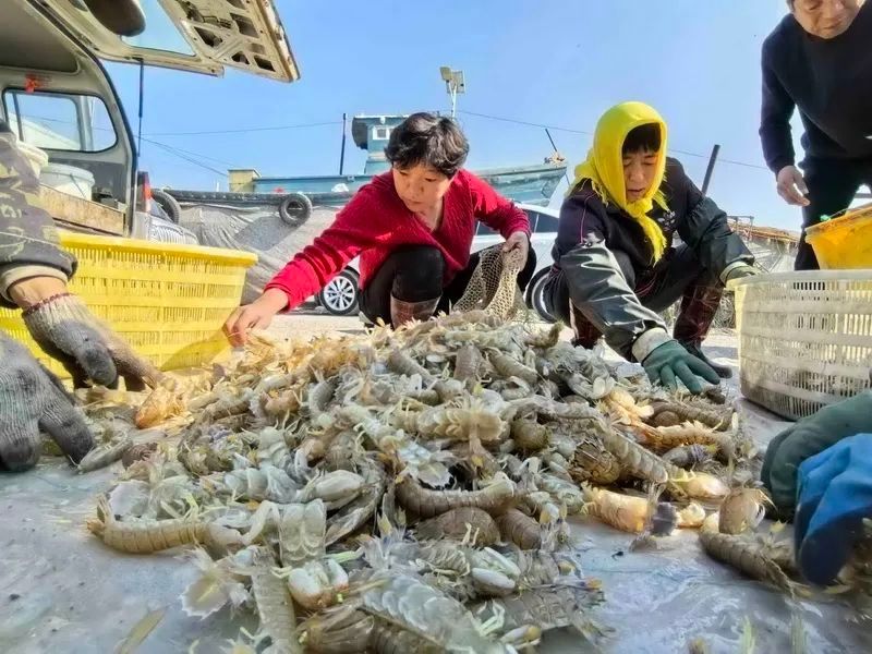 休渔期前最后一船虾虎上岸！上万斤鲜活美味，你抢到了吗？  第2张