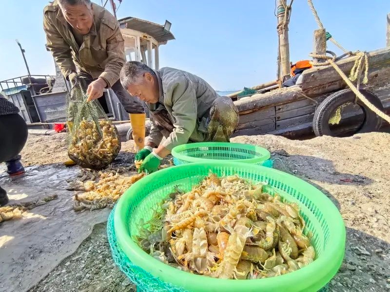 休渔期前最后一船虾虎上岸！上万斤鲜活美味，你抢到了吗？  第3张