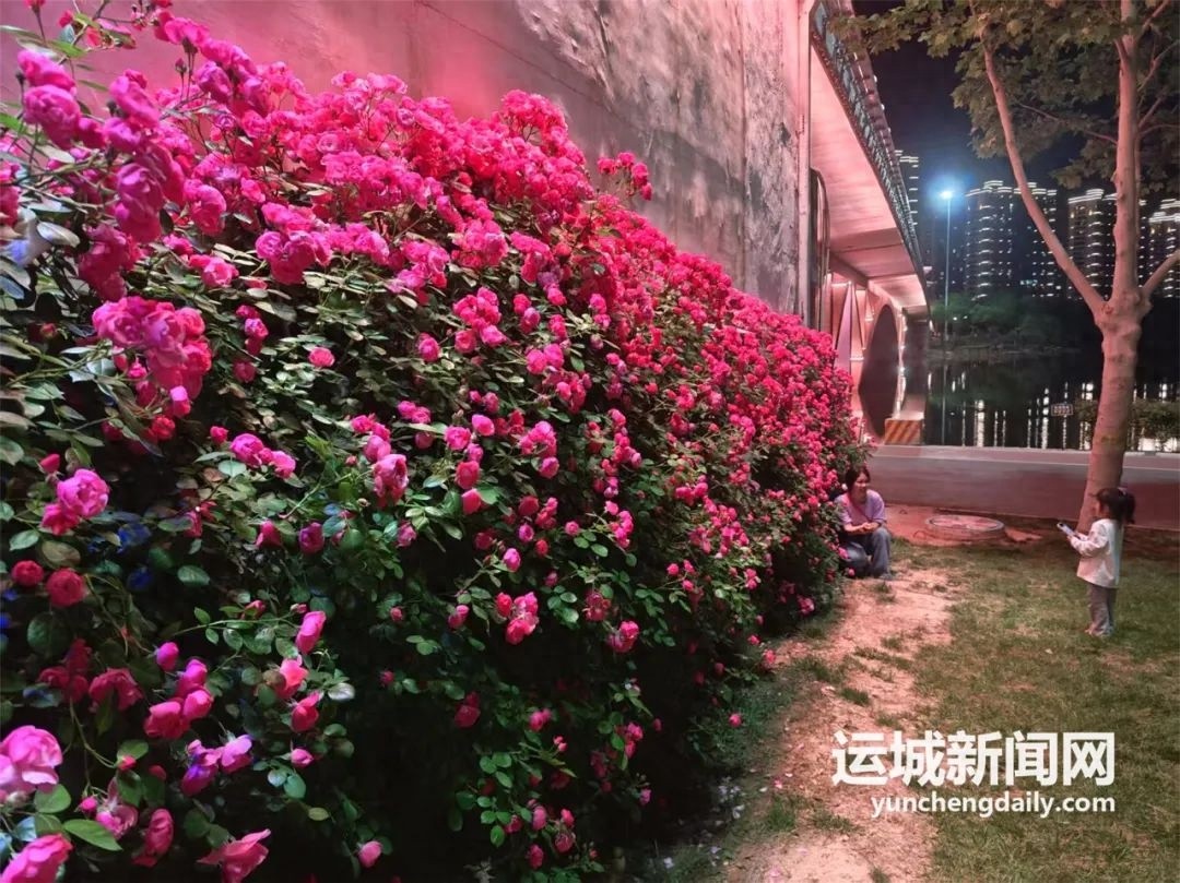 临近五一！运城月季盛放满城飘香，这视觉盛宴你看过吗？