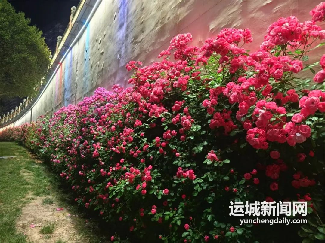 临近五一！运城月季盛放满城飘香，这视觉盛宴你看过吗？  第3张