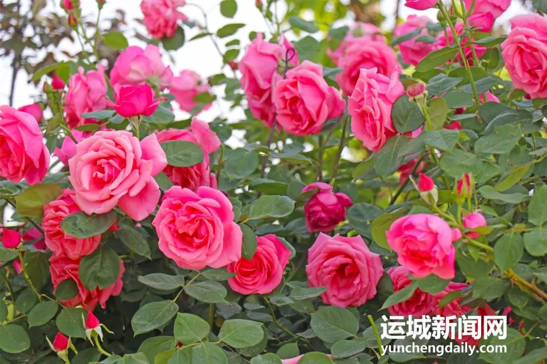 临近五一！运城月季盛放满城飘香，这视觉盛宴你看过吗？  第7张